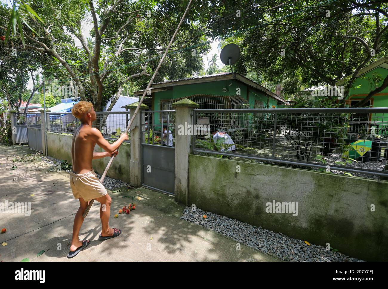 Lipa, Philippines. 17 juillet 2023 : les cueilleurs de fruits récoltent des ramboutans entre deux cyclones. Le cyclone tropical Dodong vient de causer des dégâts mais un nouveau typhon Egay se forme déjà. Le vendeur de fruits Jayce Manalo explique : « en raison du changement climatique, chaque tempête détruit nos fruits qui deviennent invendables. Donc, même si beaucoup de ramboutans ne sont pas encore mûrs, nous récoltons dans les maisons le plus possible avant la prochaine tempête ». L'archipel connaît encore la mousson du sud-ouest (habagat). En 2022/2023, le prix moyen à la ferme du ramboutan est le plus élevé jamais enregistré ici. Crédit : Kevin Izorce/Alamy Live News Banque D'Images