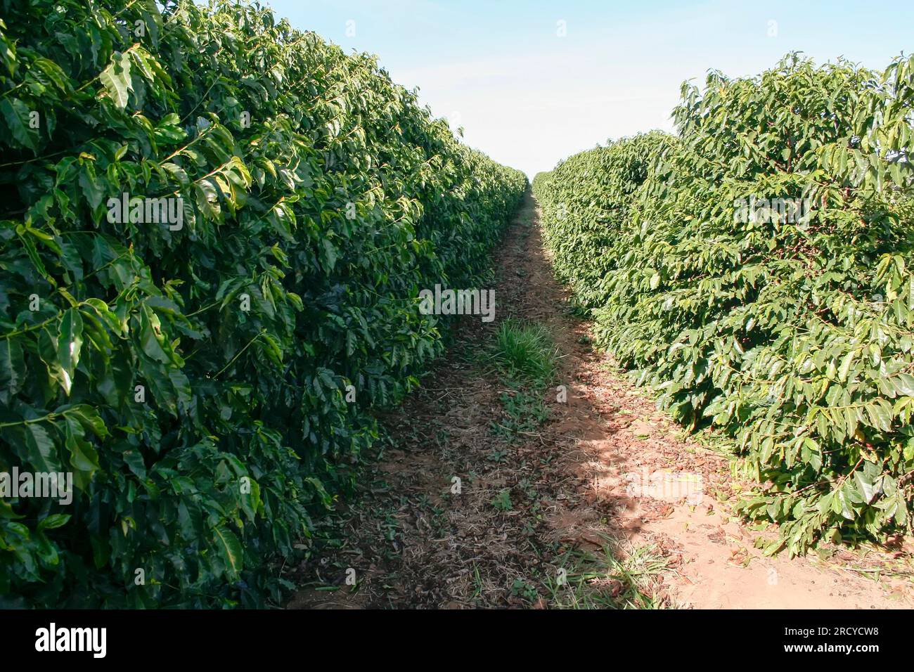 Voir la ferme avec la plantation de café au Brésil - Cafe do Brasil Banque D'Images