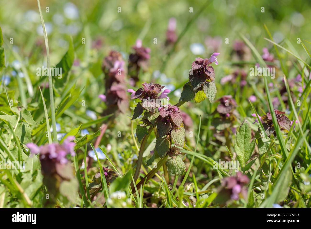 L'ortie rouge morte (Lamium purpureum), une mauvaise herbe commune. Banque D'Images