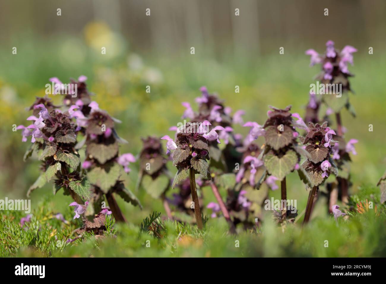 L'ortie rouge morte (Lamium purpureum), une mauvaise herbe commune. Banque D'Images