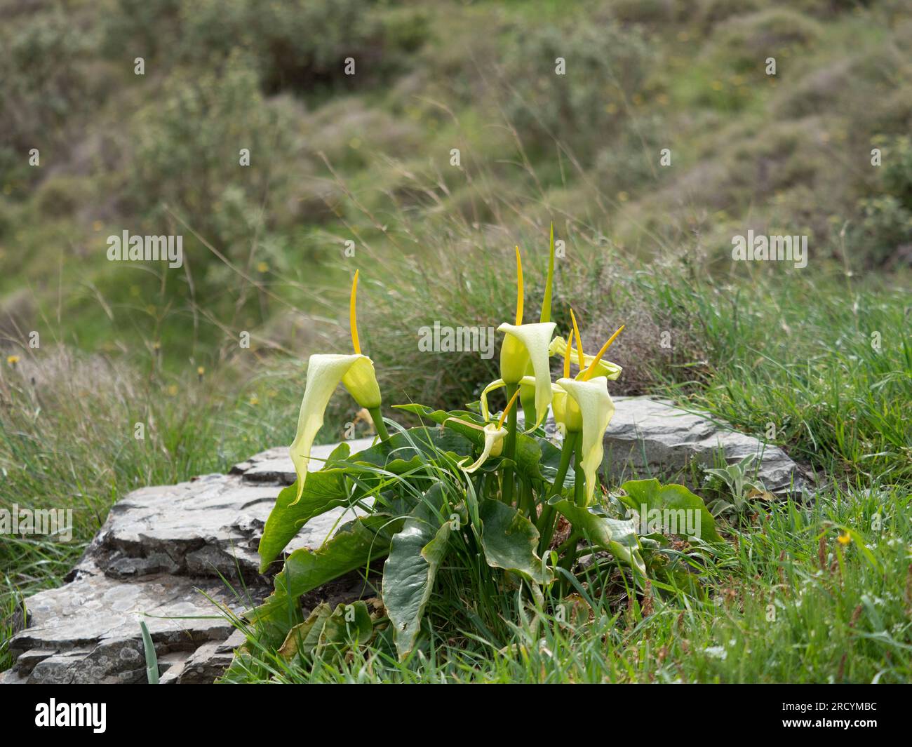 Arum crétoise jaune (Arum creticum), gorge de Kotsifou, Crète, Grèce Banque D'Images