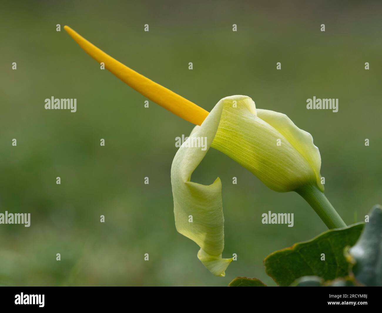 Arum crétoise jaune (Arum creticum), gorge de Kotsifou, Crète, Grèce Banque D'Images