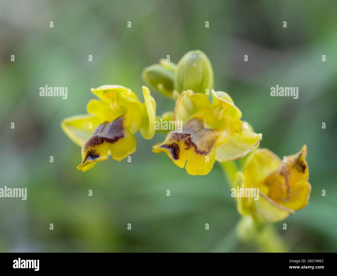 Orchidée abeille jaune (Ophrys lutea subsp. Phryganae), Gious Kambos, Spili, Crète Grèce Banque D'Images