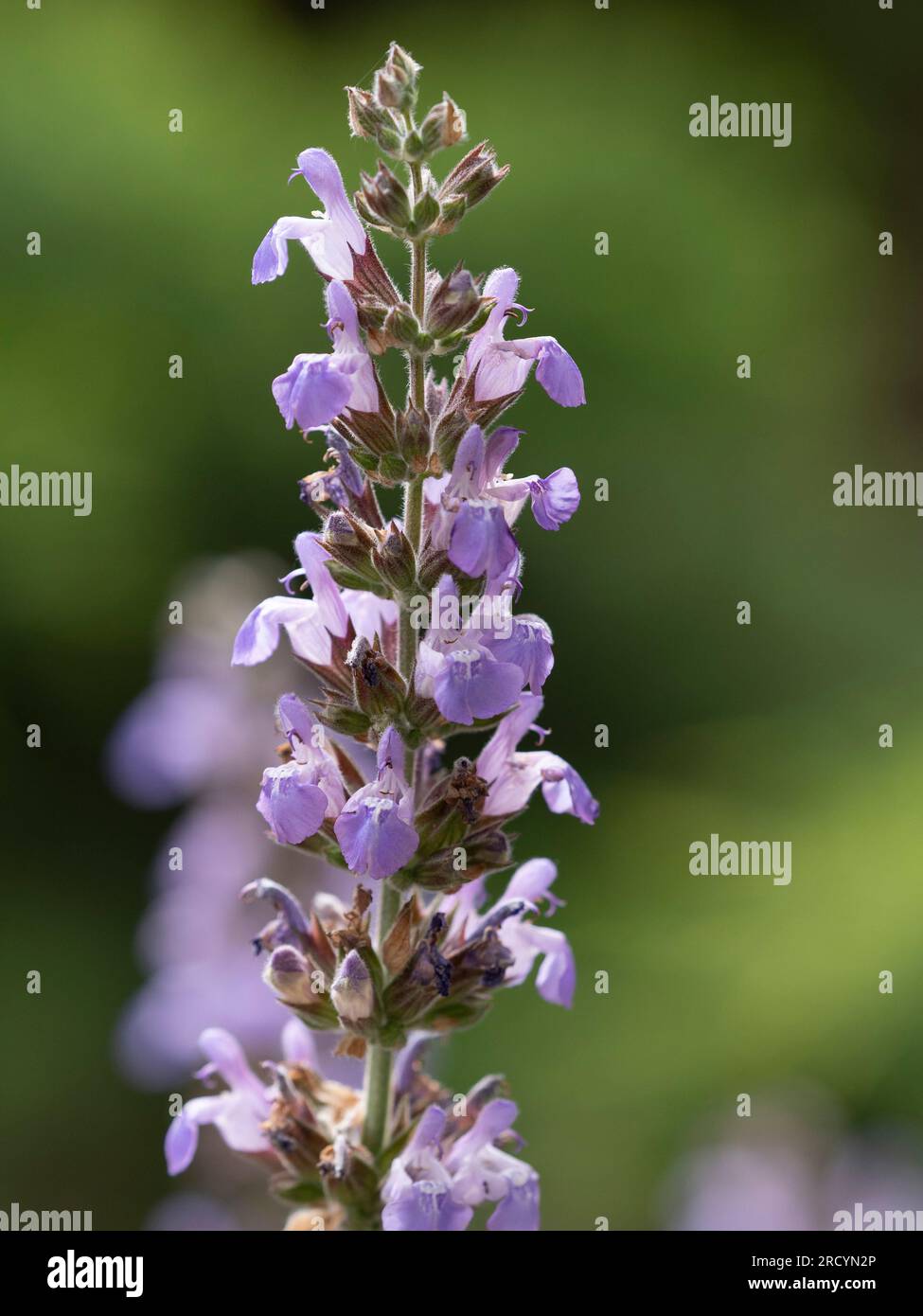 Sauge grecque, (Salvia fruticosa), Botanical Park & Garden, Omalos, Crète, Grèce Banque D'Images