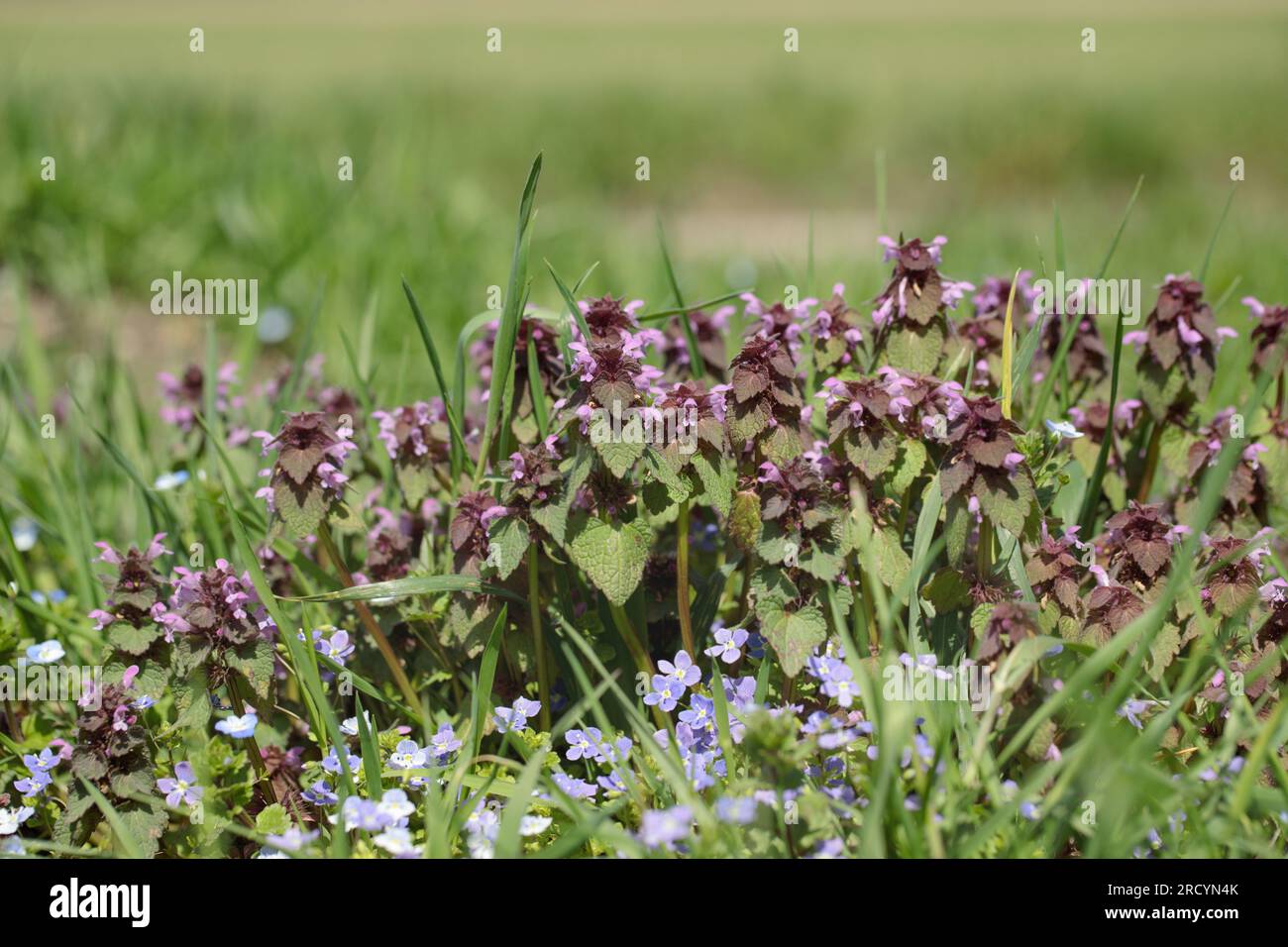 L'ortie rouge morte (Lamium purpureum), une mauvaise herbe commune. Banque D'Images