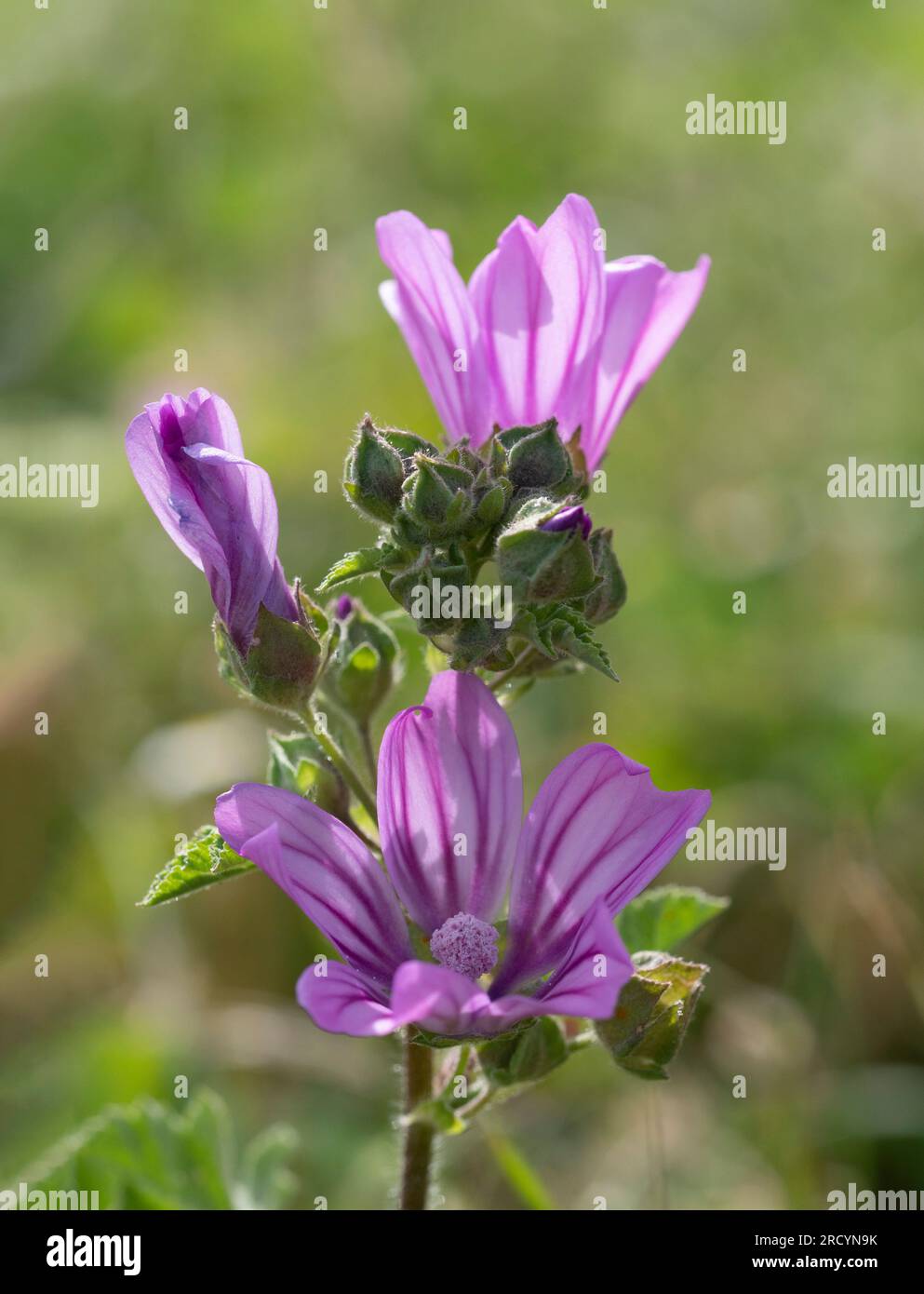 Mauve commune (Malva sylvestris) nr Spili, Crète, Grèce Banque D'Images