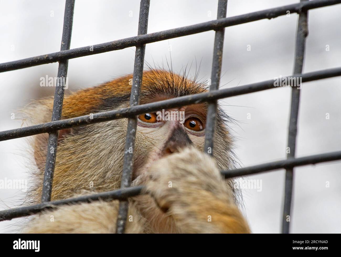 portrait social de macaque derrière les barreaux, sauver les animaux, Banque D'Images