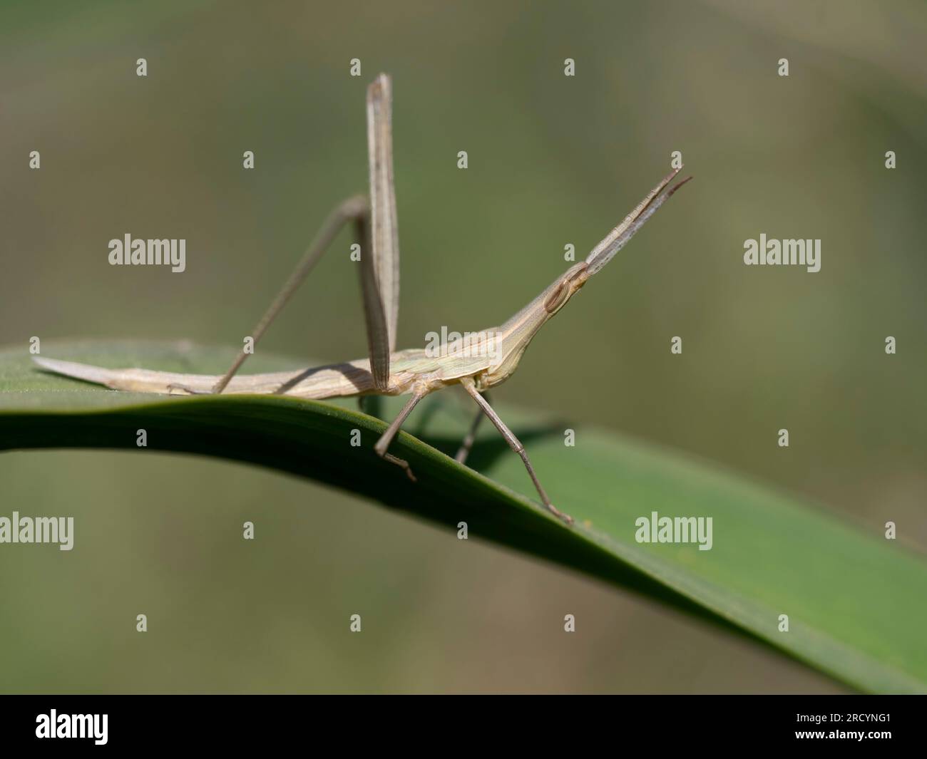 Grasshopper à tête conique, (Acrida ungarica) près de Spili, Crète, Grèce Banque D'Images