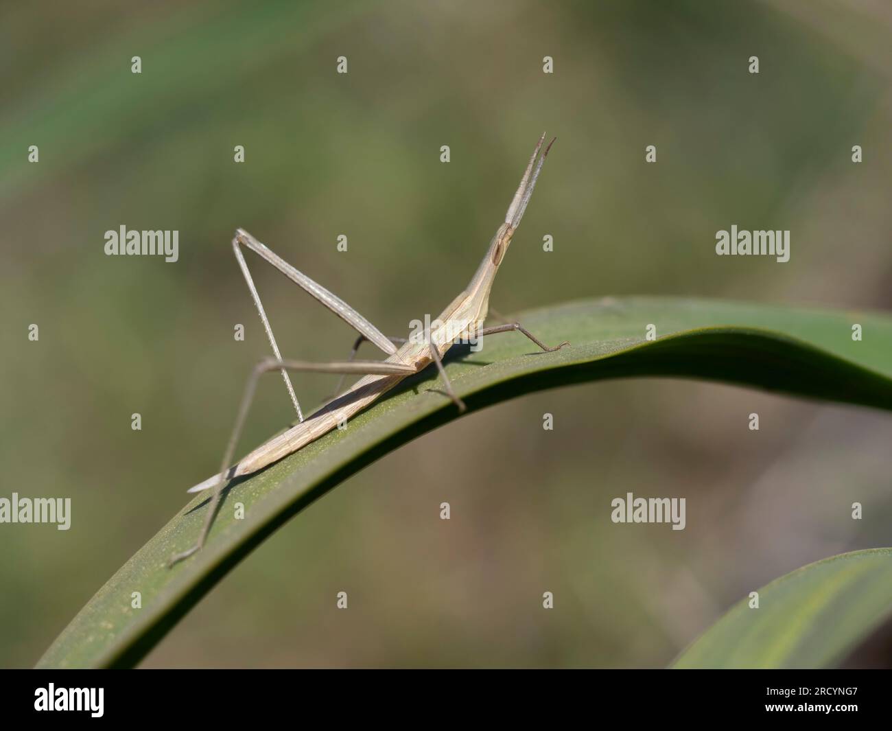 Grasshopper à tête conique, (Acrida ungarica) près de Spili, Crète, Grèce Banque D'Images