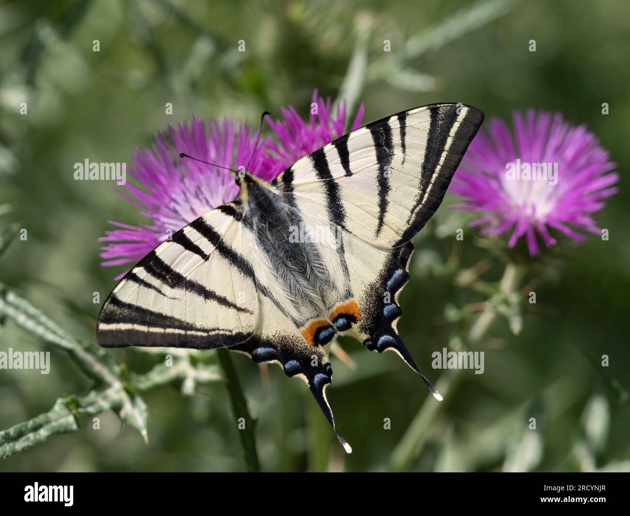 Rare papillon à queue d'aronde (Iphiclides podalirius) sur chardon Marie (Carduus marianus), près de Phaestos, Crète, Grèce Banque D'Images