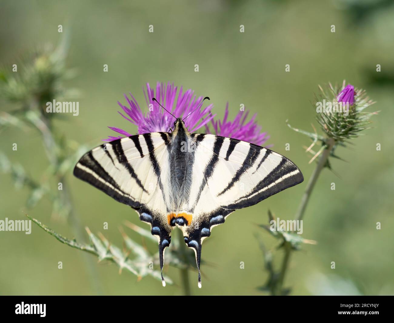Rare papillon à queue d'aronde (Iphiclides podalirius) sur chardon Marie (Carduus marianus), près de Phaestos, Crète, Grèce Banque D'Images