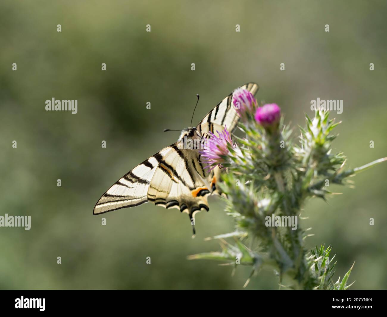 Rare papillon à queue d'aronde (Iphiclides podalirius) sur chardon Marie (Carduus marianus), près de Phaestos, Crète, Grèce Banque D'Images