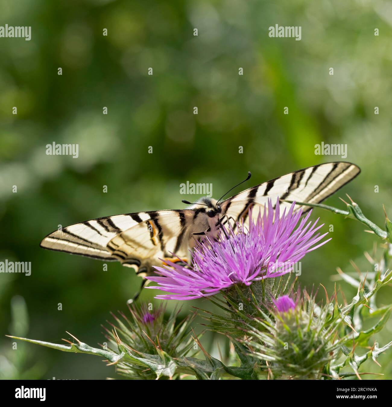 Rare papillon à queue d'aronde (Iphiclides podalirius) sur chardon Marie (Carduus marianus), près de Phaestos, Crète, Grèce Banque D'Images