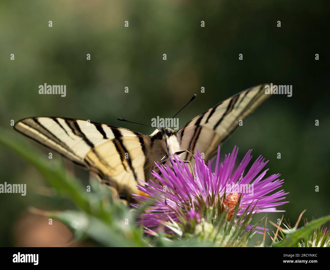 Rare papillon à queue d'aronde (Iphiclides podalirius) sur chardon Marie (Carduus marianus), près de Phaestos, Crète, Grèce Banque D'Images
