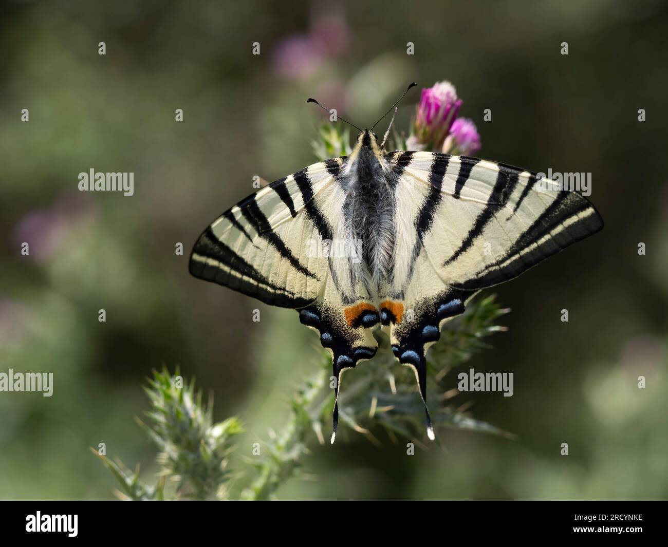 Rare papillon à queue d'aronde (Iphiclides podalirius) sur chardon Marie (Carduus marianus), près de Phaestos, Crète, Grèce Banque D'Images