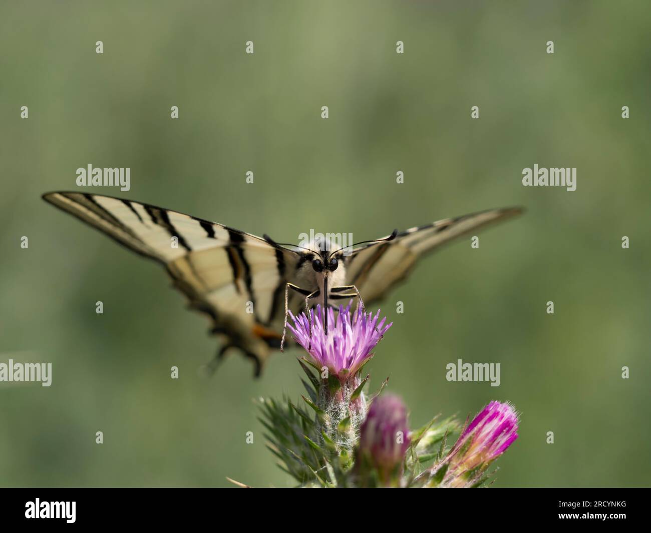 Rare papillon à queue d'aronde (Iphiclides podalirius) sur chardon Marie (Carduus marianus), près de Phaestos, Crète, Grèce Banque D'Images