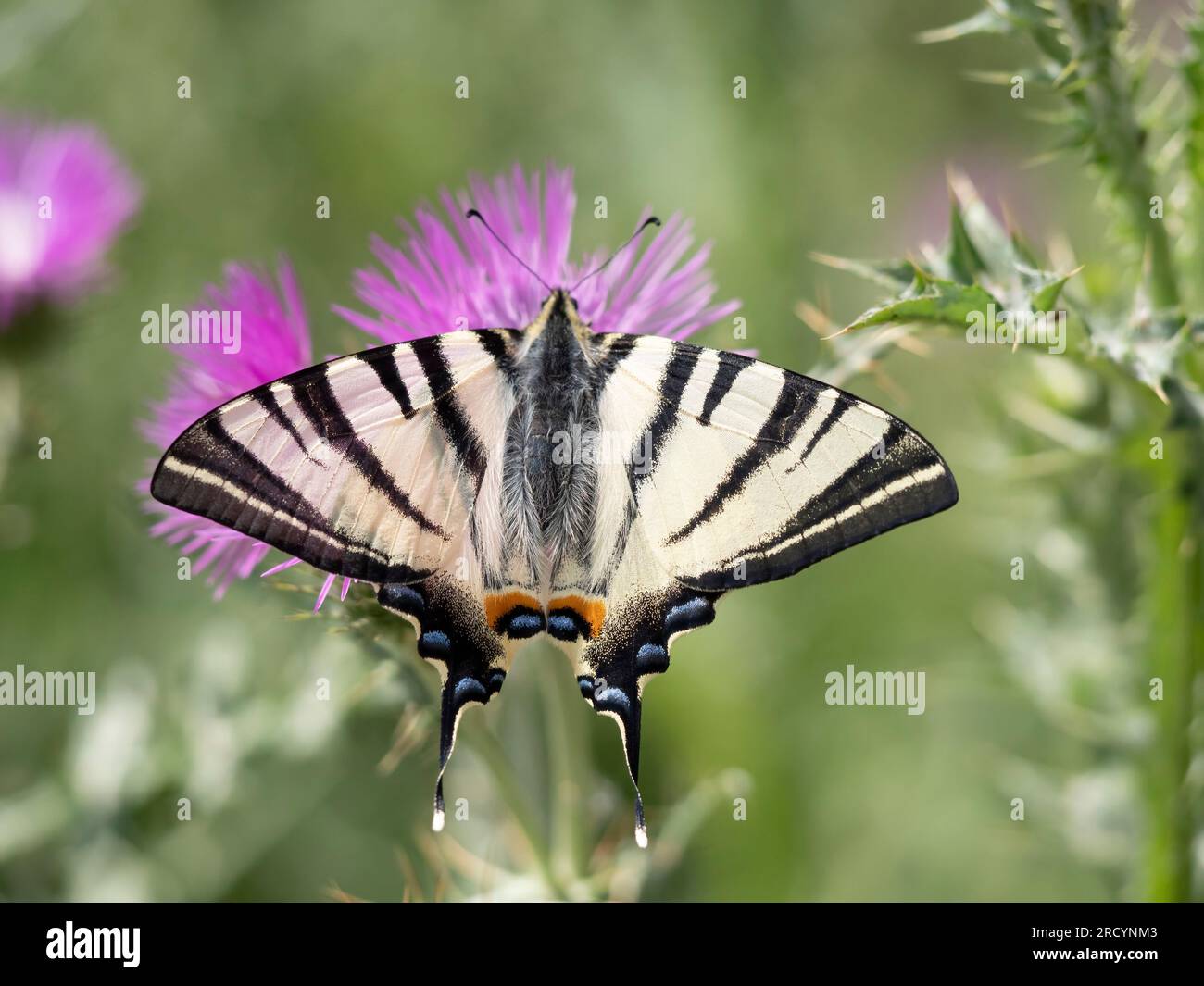 Rare papillon à queue d'aronde (Iphiclides podalirius) sur chardon Marie (Carduus marianus), près de Phaestos, Crète, Grèce Banque D'Images