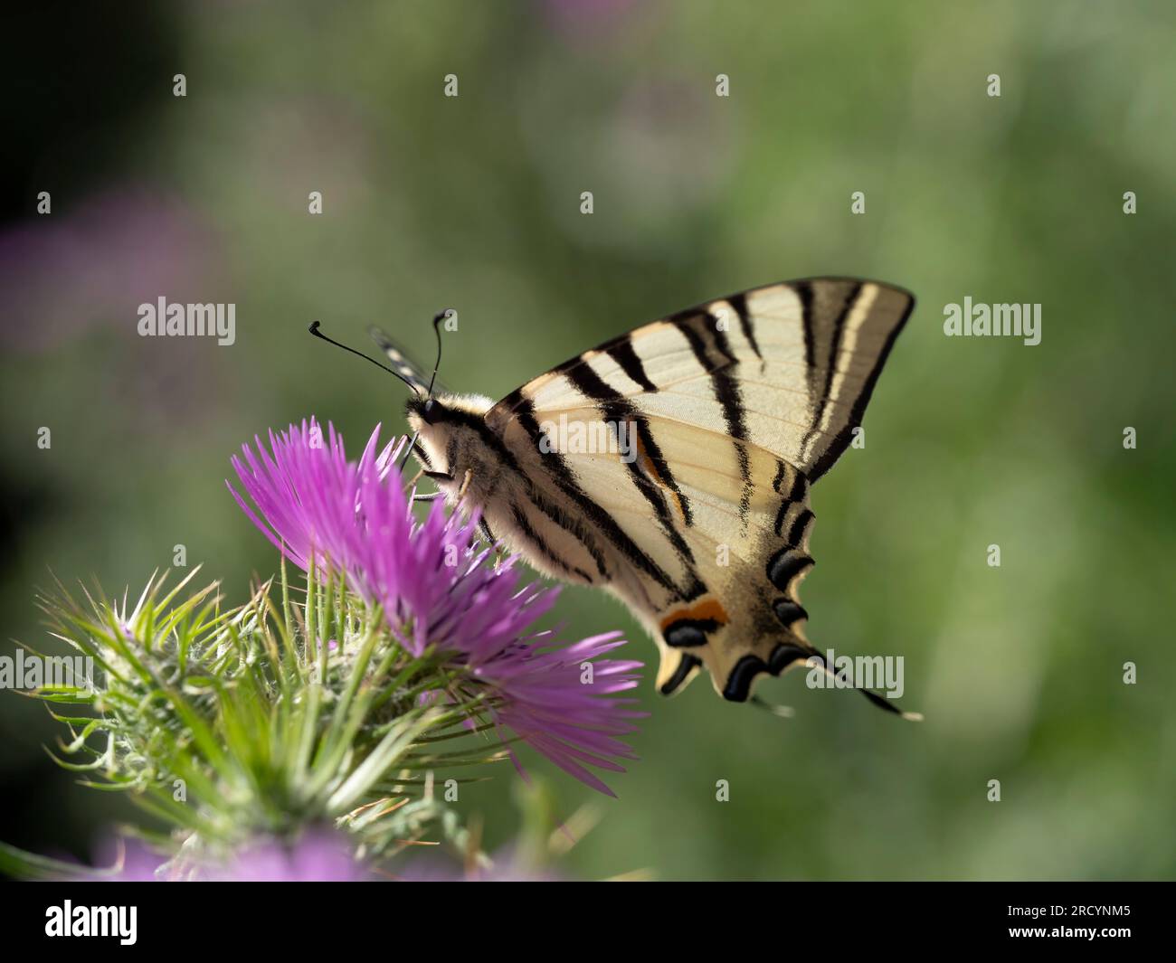 Rare papillon à queue d'aronde (Iphiclides podalirius) sur chardon Marie (Carduus marianus), près de Phaestos, Crète, Grèce Banque D'Images