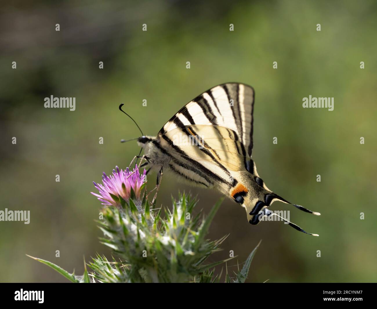 Rare papillon à queue d'aronde (Iphiclides podalirius) sur chardon Marie (Carduus marianus), près de Phaestos, Crète, Grèce Banque D'Images