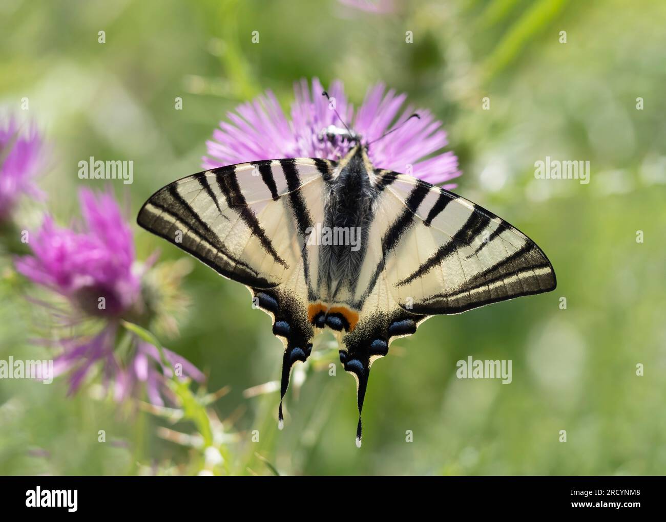Rare papillon à queue d'aronde (Iphiclides podalirius) sur chardon Marie (Carduus marianus), près de Phaestos, Crète, Grèce Banque D'Images