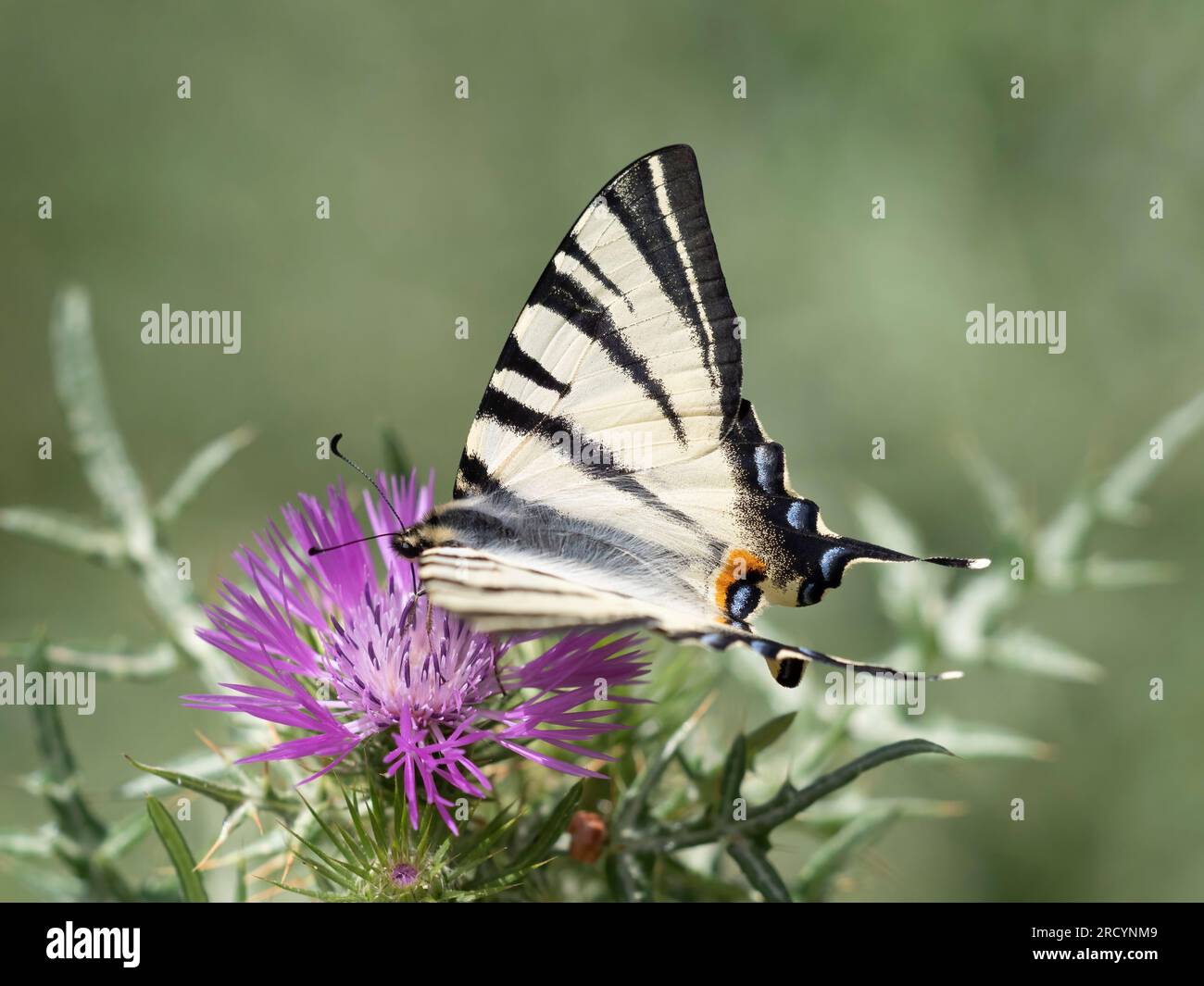 Rare papillon à queue d'aronde (Iphiclides podalirius) sur chardon Marie (Carduus marianus), près de Phaestos, Crète, Grèce Banque D'Images