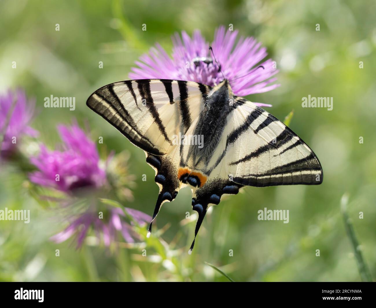 Rare papillon à queue d'aronde (Iphiclides podalirius) sur chardon Marie (Carduus marianus), près de Phaestos, Crète, Grèce Banque D'Images