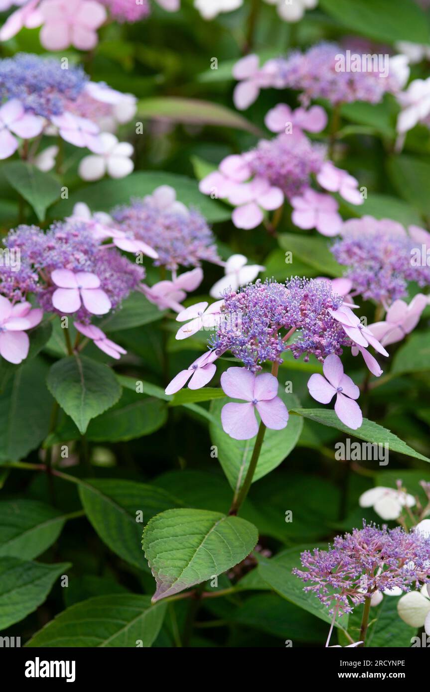 Fleurs roses de la calaque pourpre, Hydrangea macrophylla Banque D'Images