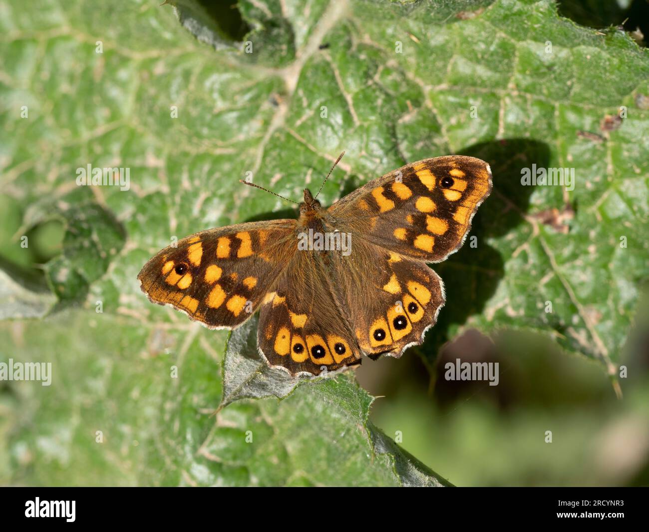 Papillon de bois tacheté (Pararge aegeria) près de Spili, Crète, Grèce Banque D'Images