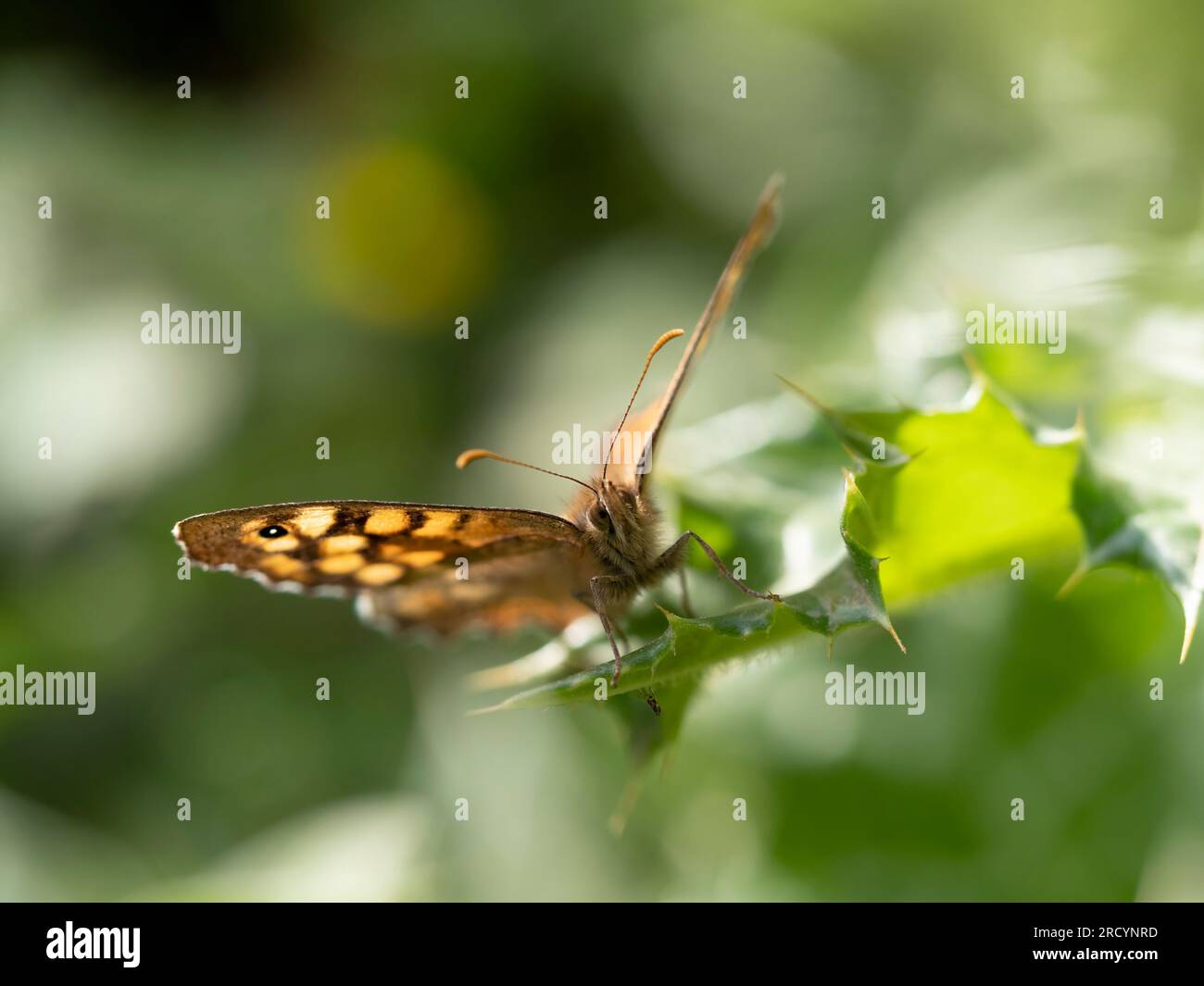 Papillon de bois tacheté (Pararge aegeria) près de Spili, Crète, Grèce Banque D'Images