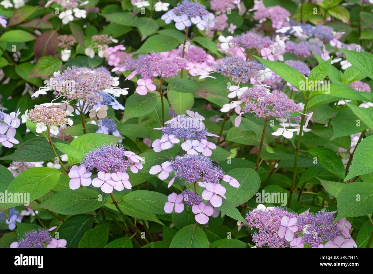 Fleurs roses de la calaque pourpre, Hydrangea macrophylla Banque D'Images