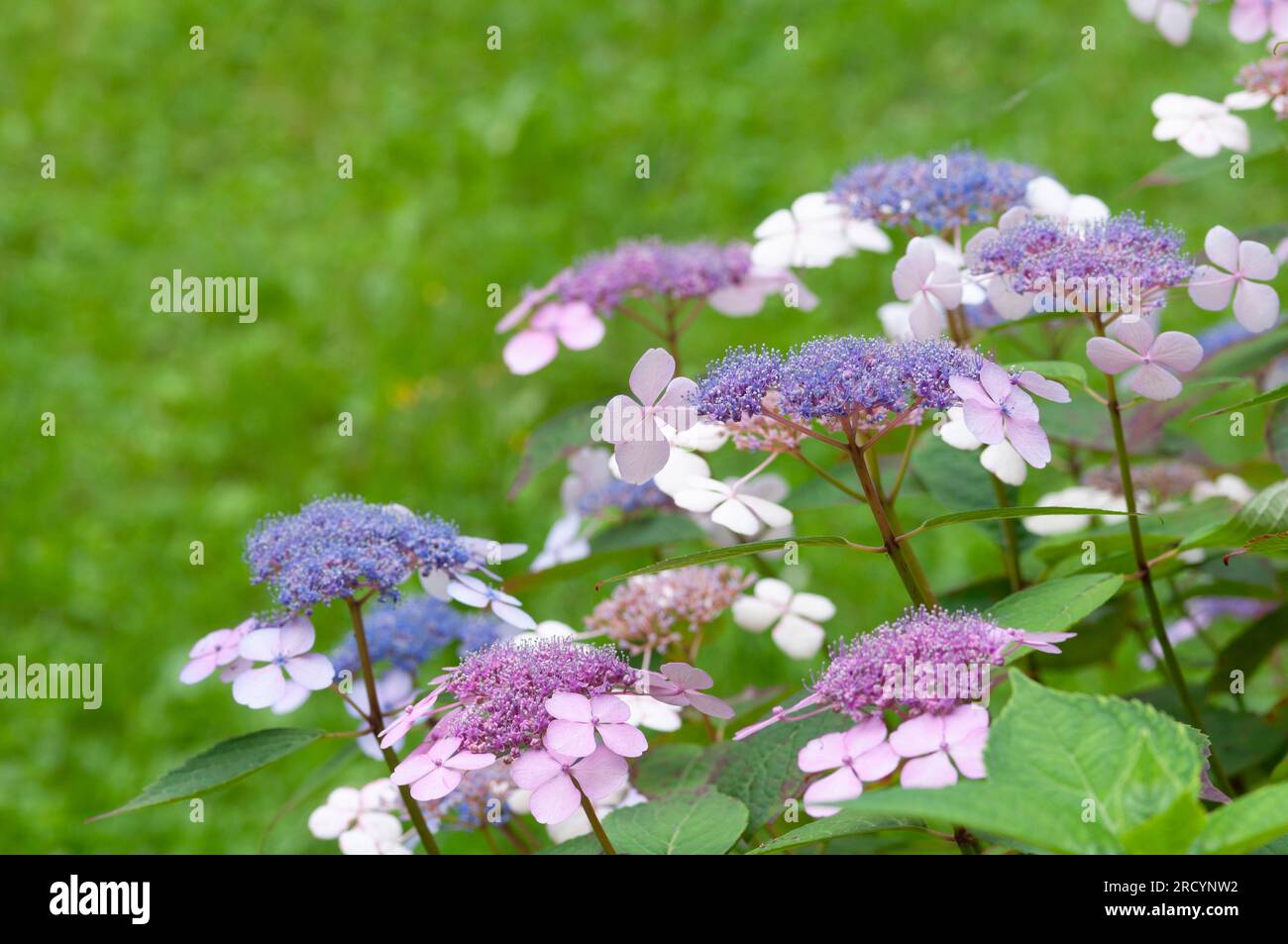 Fleurs roses de la calaque pourpre, Hydrangea macrophylla Banque D'Images