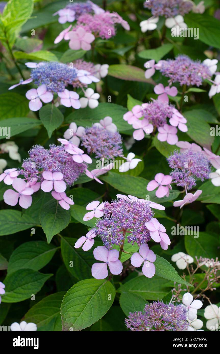 Fleurs roses de la calaque pourpre, Hydrangea macrophylla Banque D'Images