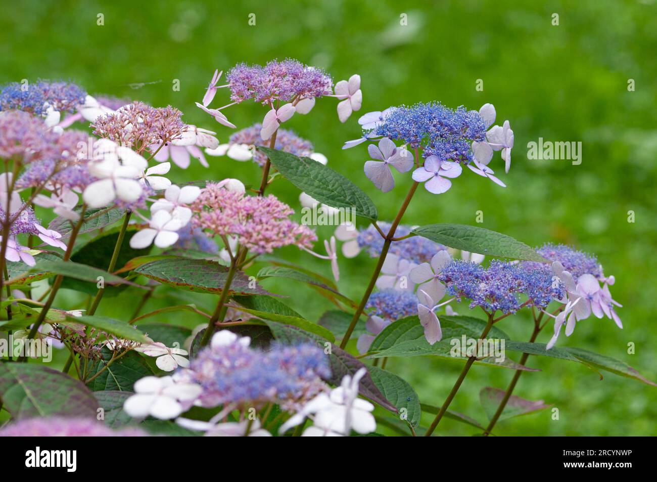 Fleurs roses de la calaque pourpre, Hydrangea macrophylla Banque D'Images