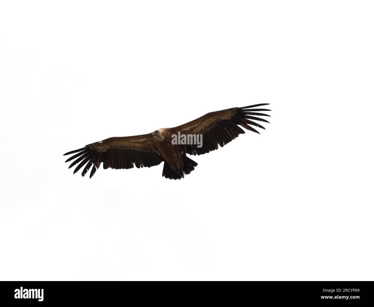 Griffon Vulture (Gyps fulvus) volant, près de Kourtaliotiko gorge, Crète Banque D'Images