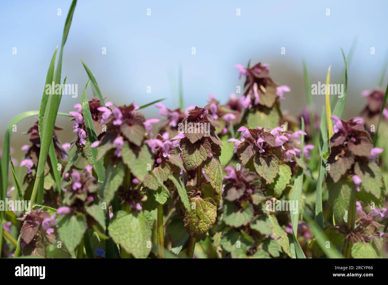 L'ortie rouge morte (Lamium purpureum), une mauvaise herbe commune. Banque D'Images