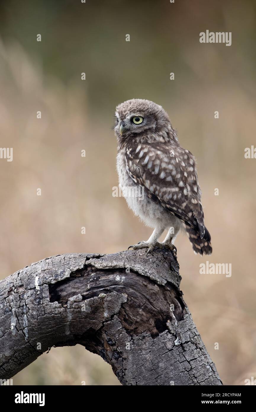 Récemment à part Little Owl Owlet (Athene Noctua) photographié à l'heure d'or dans les terres agricoles Banque D'Images