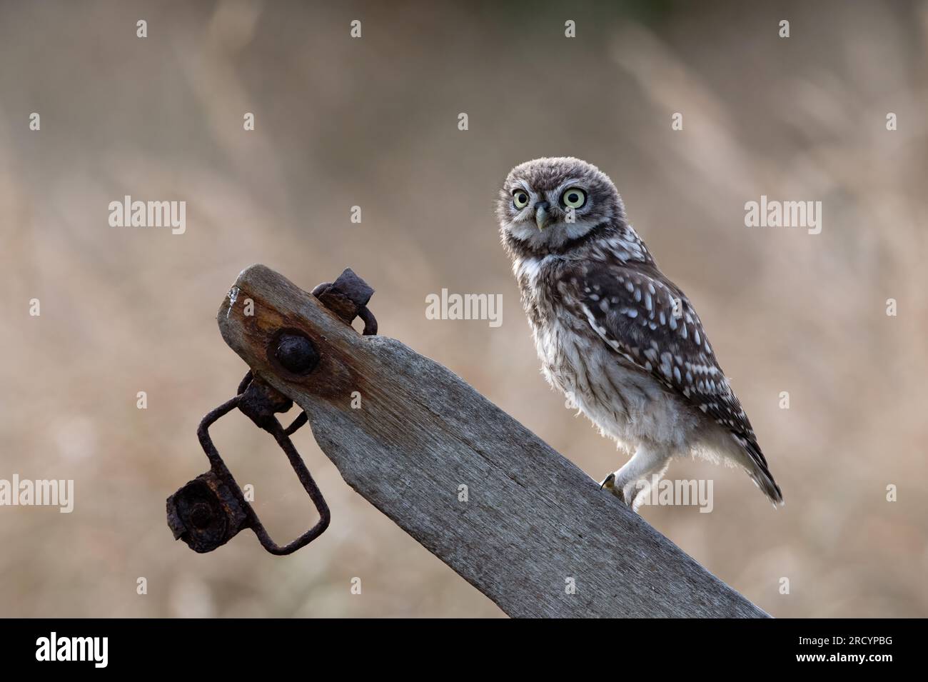 Récemment à part Little Owl Owlet (Athene Noctua) photographié au crépuscule dans les terres agricoles Banque D'Images