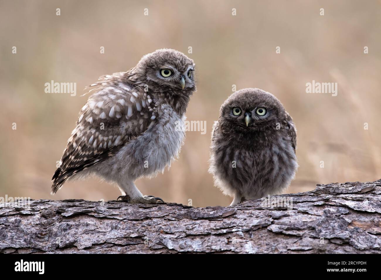 Récemment à part Little Owl Owlets (Athene Noctua) photographié au crépuscule dans les terres agricoles Banque D'Images