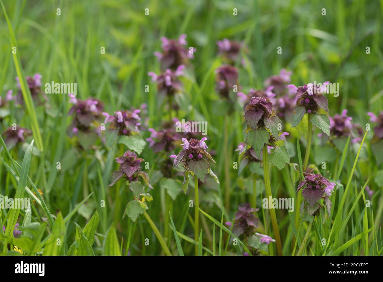L'ortie rouge morte (Lamium purpureum), une mauvaise herbe commune. Banque D'Images