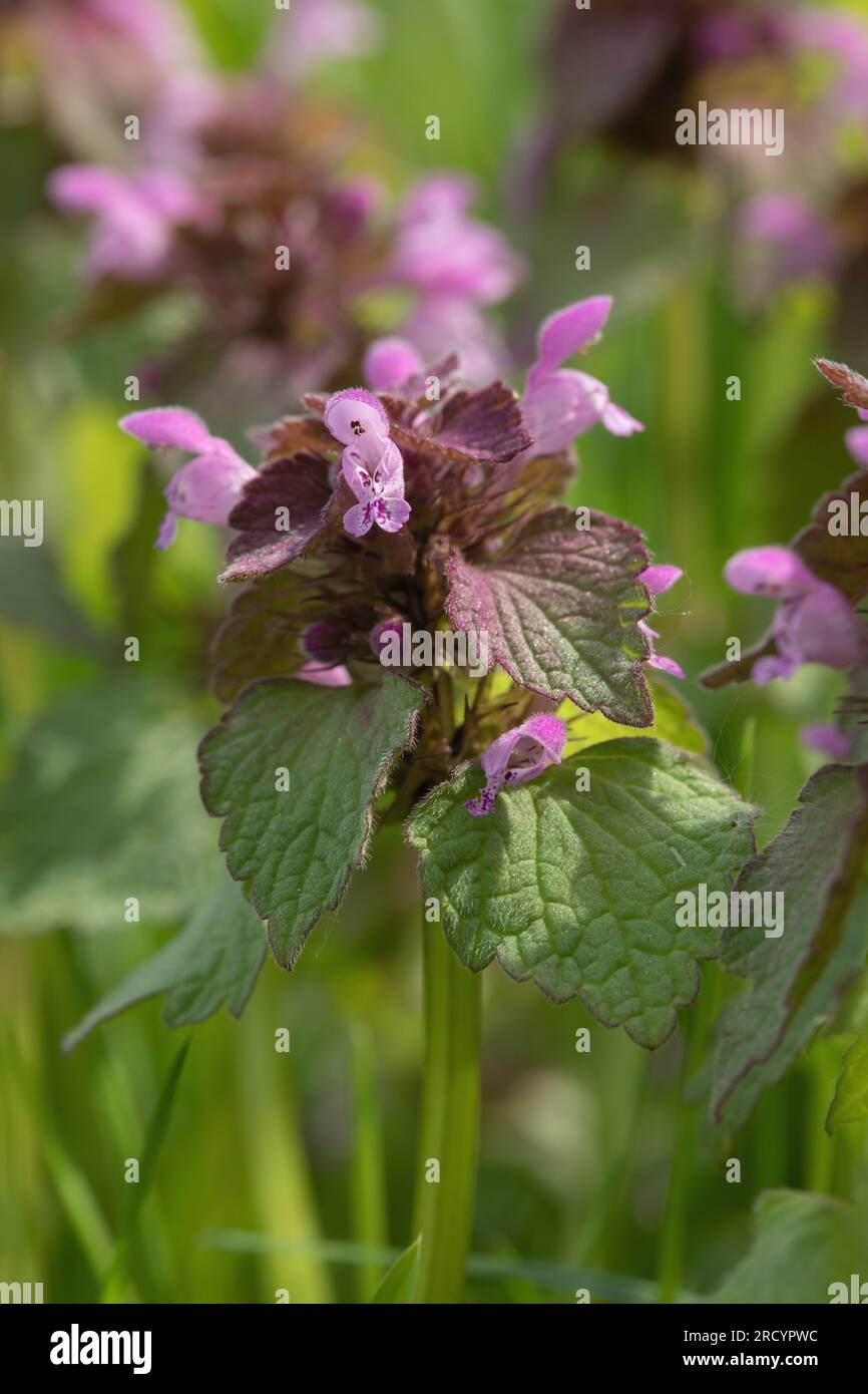 L'ortie rouge morte (Lamium purpureum), une mauvaise herbe commune. Banque D'Images