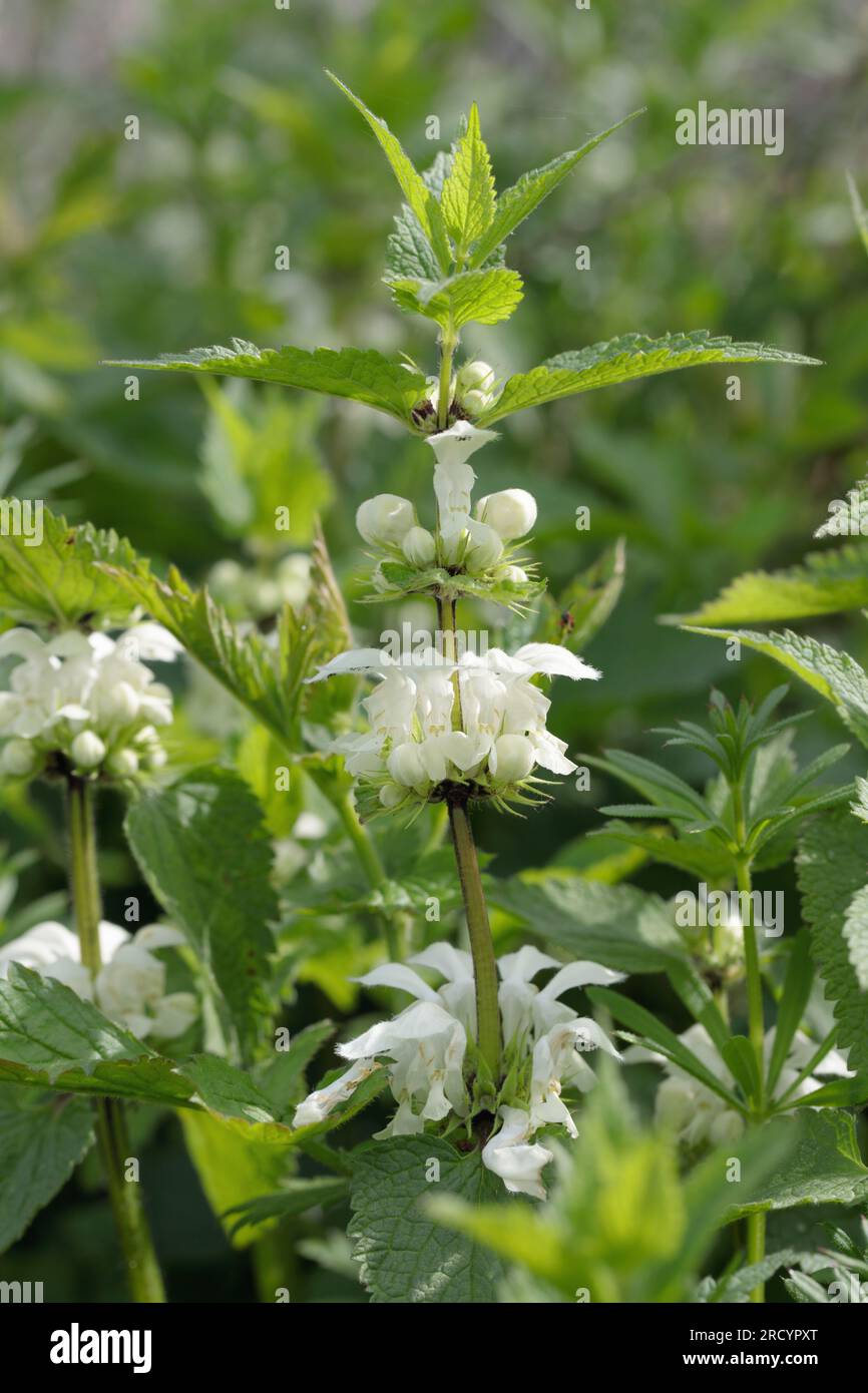 White Orttle (album Lamium). Banque D'Images