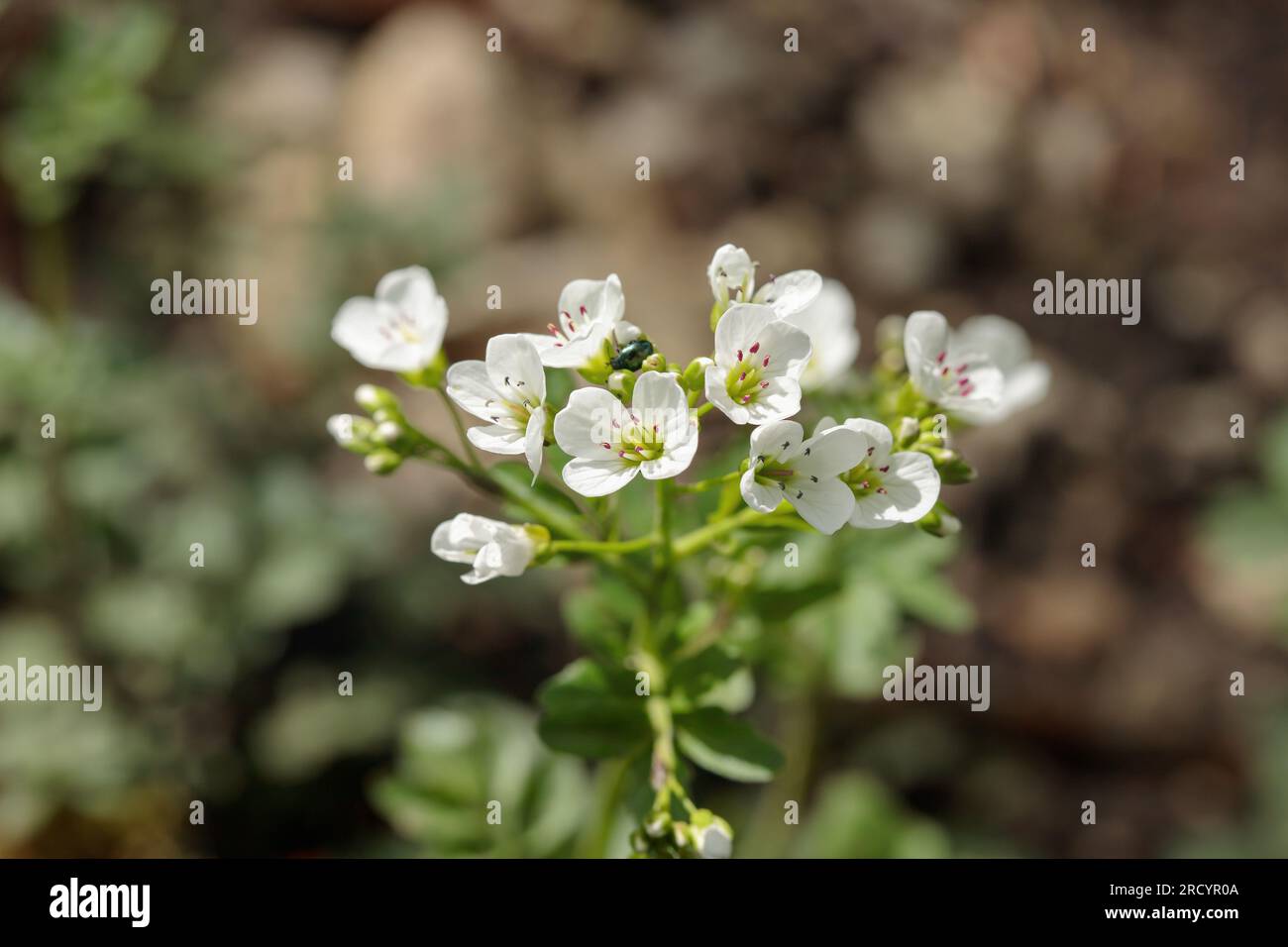 Floraison du grand cresson amer (Cardamine amara). Banque D'Images