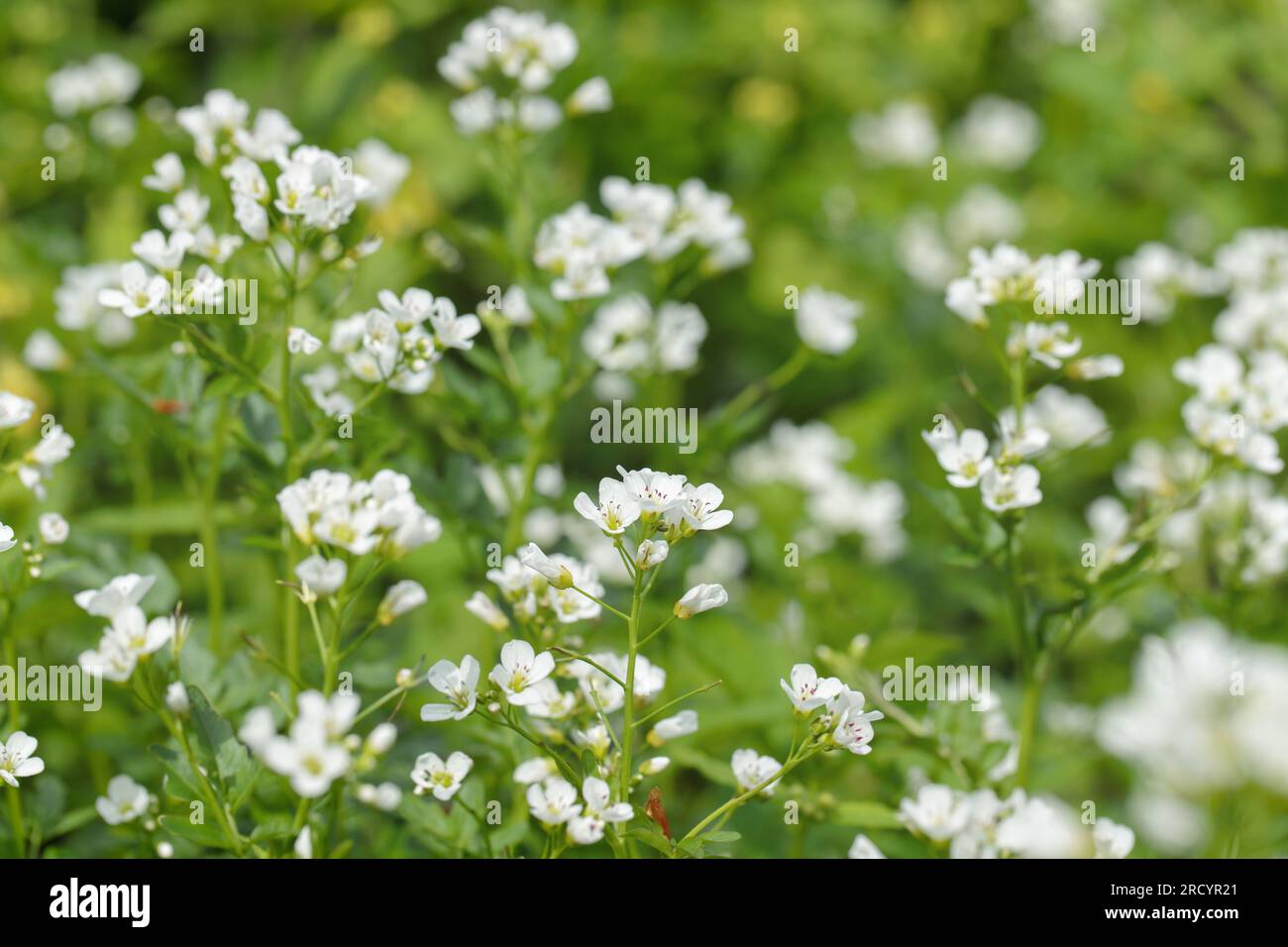 Floraison du grand cresson amer (Cardamine amara). Banque D'Images