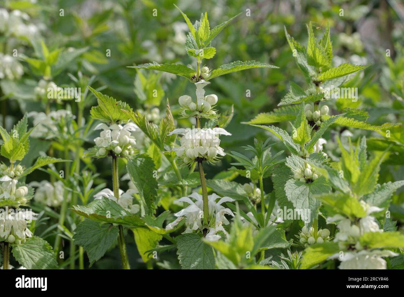 White Orttle (album Lamium). Banque D'Images