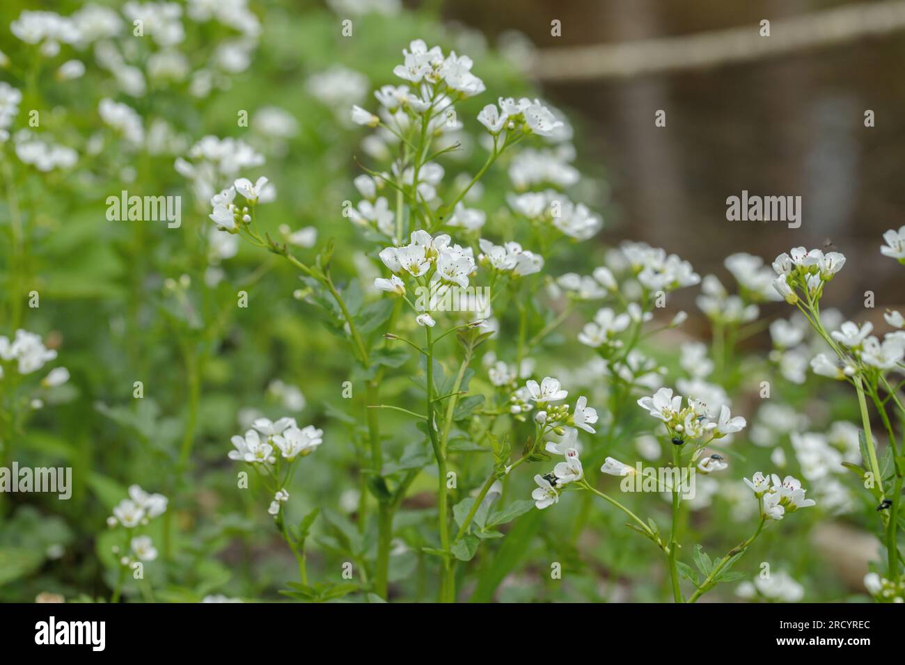Floraison du grand cresson amer (Cardamine amara). Banque D'Images