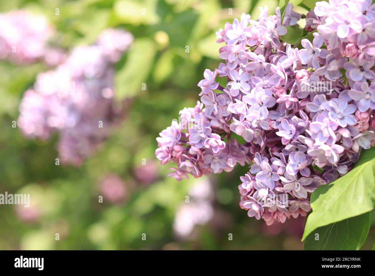 Gros plan lilas avec des fleurs rose-bleu. Une abondance de fleurs lilas pour une bannière florale romantique. Belles fleurs de lilas dans le parc Banque D'Images