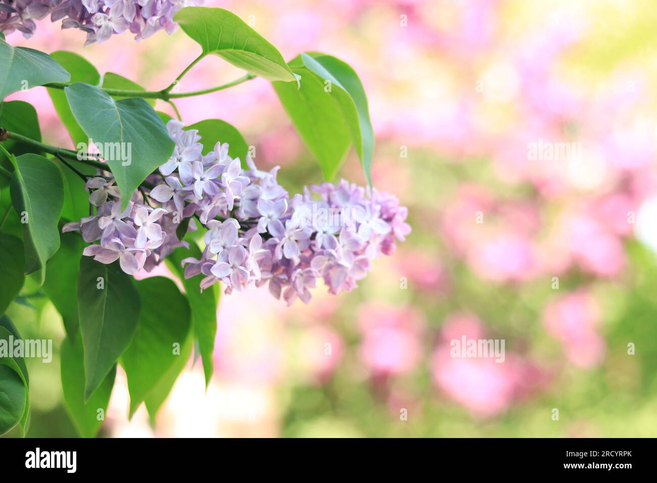 Lilas dans le parc. Image en gros plan de fleurs de lilas à la lumière du soleil. Image floue avec flou artistique. Arrière-plan naturel Banque D'Images