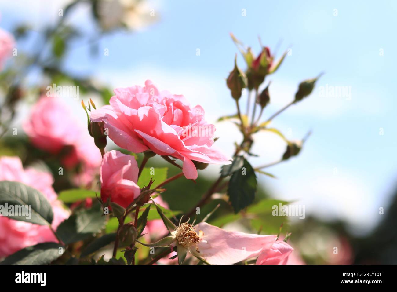 Belle rose rose contre le ciel. Image en gros plan d'une fleur rose Banque D'Images