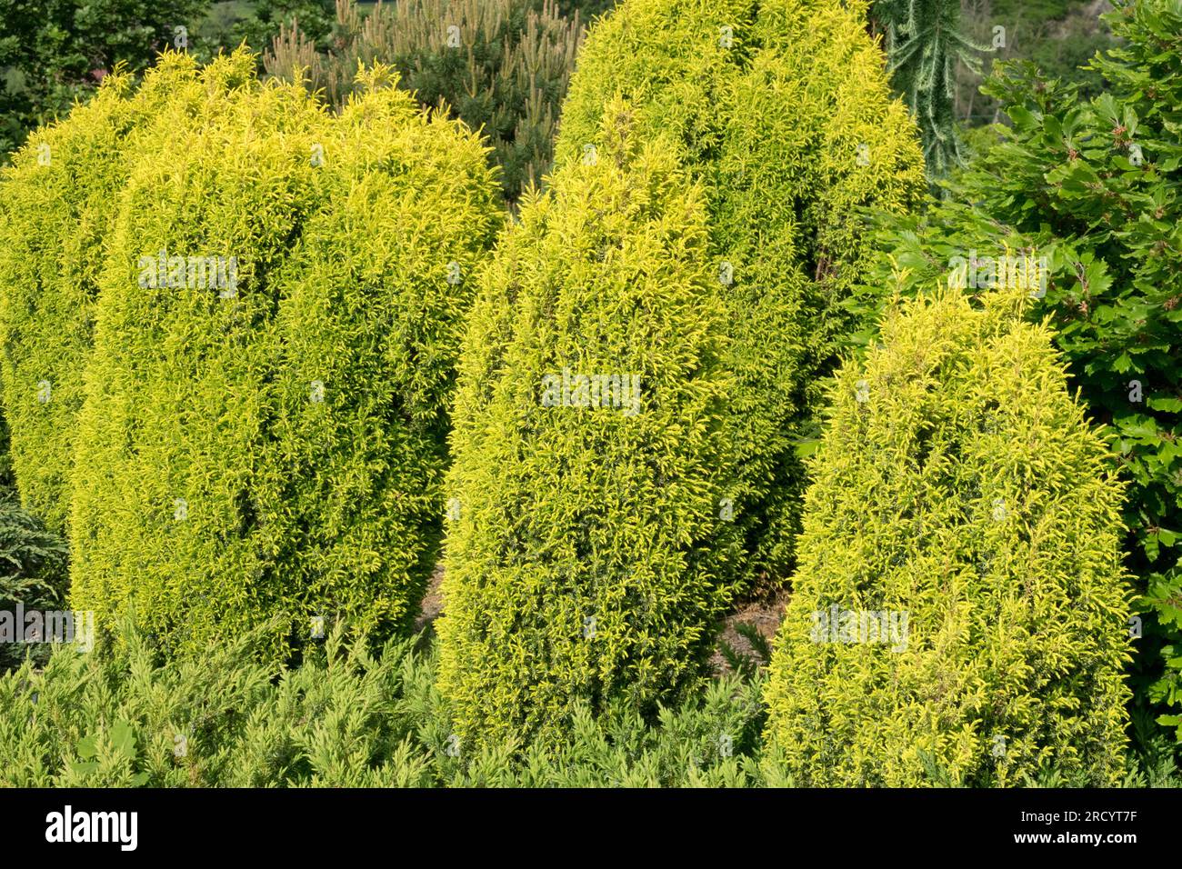 Doré, jaune, jardin, conifères, Juniperus communis 'Gold Cone' Banque D'Images