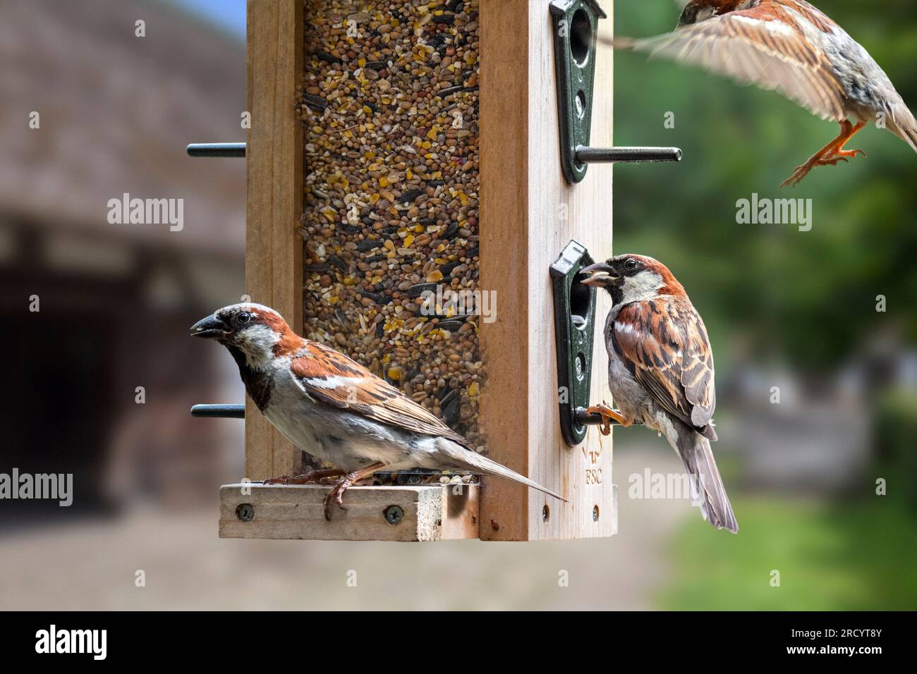 Moineaux domestiques (passer domesticus) trois mâles mangeant des graines à partir d'un mélange de graines pour oiseaux de jardin dans la mangeoire à oiseaux / mangeoire à oiseaux Banque D'Images